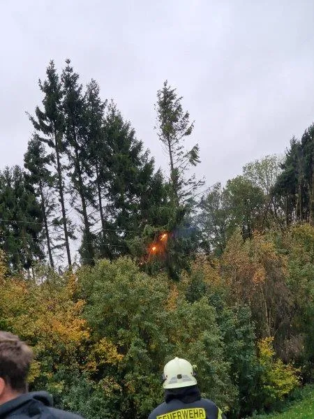 Baum auf Stromleitung (27)